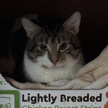 Domestic Short Hair Cats Available for Adoption in Ben Avon, Pennsylvania - Dennis The Menace | PetCurious