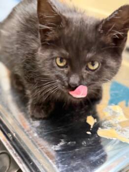 Domestic Long Hair Cats Available for Adoption in Algona, Iowa - JESSIE | PetCurious