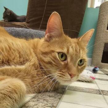 Finn 5924C -  Domestic Short Hair Cat for Adoption in Frankfort, Kentucky - Finn 5924C | PetCurious