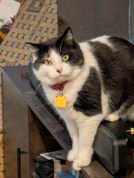 Sauvie -  Domestic Short Hair Cat for Adoption in Gladstone, Oregon - Sauvie | PetCurious