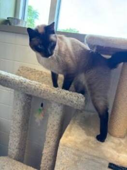 Siamese Cats Available for Adoption in Murphy, Texas - Kenchi | PetCurious