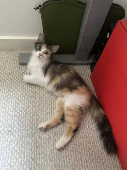 Piaget -  Domestic Long Hair and Calico Cat for Adoption in Dallas, Texas - Piaget | PetCurious