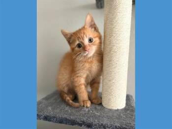 CHEESE -  Domestic Short Hair Cat for Adoption in Fort Wayne, Indiana - CHEESE | PetCurious