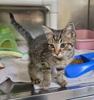 Begonia -  Domestic Short Hair Cat for Adoption in Westland, Michigan - Begonia | PetCurious