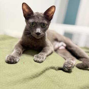 Mama Bailey -  Domestic Short Hair Cat for Adoption in Port Neches, Texas - Mama Bailey | PetCurious