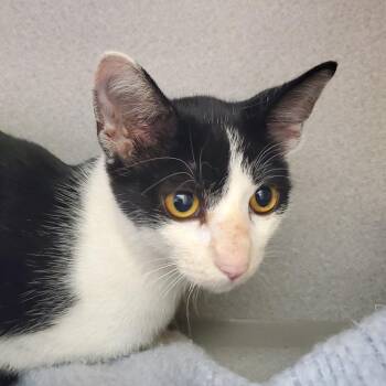 Hera -  Domestic Short Hair Cat for Adoption in Oshkosh, Wisconsin - Hera | PetCurious