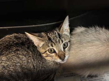 Rescue Domestic Short Hair Cats for Adoption in Pasadena, California - A525174 | PetCurious