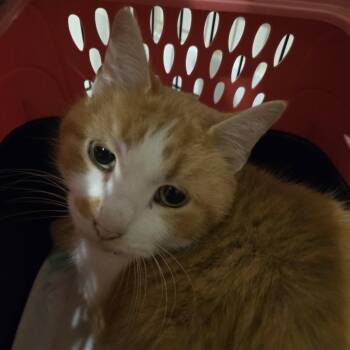 Domestic Short Hair Cats Available for Adoption - Hawk | PetCurious