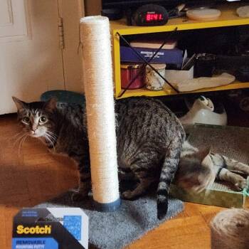 Giordano -  Domestic Short Hair Cat for Adoption in Evanston, Illinois - Giordano | PetCurious
