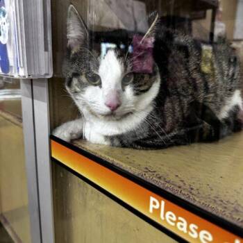 Pochaco -  Domestic Short Hair Cat for Adoption in Canal Winchester, Ohio - Pochaco | PetCurious