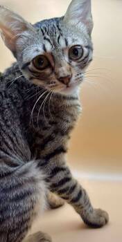 Rescue Egyptian Mau Cats for Adoption in Wolcott, Connecticut - Stella | PetCurious
