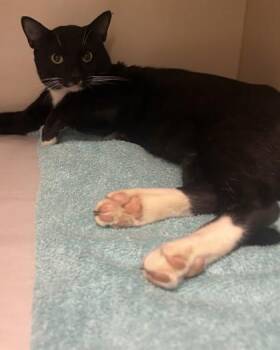 Figaro -  Domestic Short Hair Cat for Adoption in Chamblee, Georgia - Figaro | PetCurious