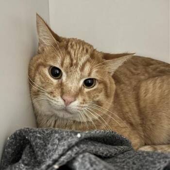 Domestic Short Hair Cats Available for Adoption - Simon | PetCurious