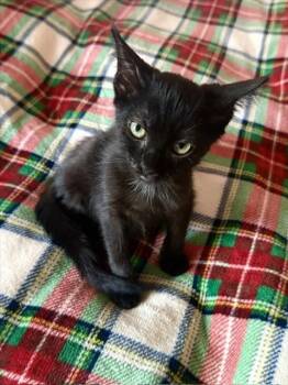 *HARRY KANE -  Domestic Short Hair Cat for Adoption in Woodland, California - *HARRY KANE | PetCurious