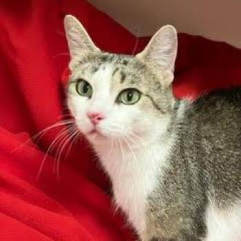 Cirrus -  Tabby Cat for Adoption in Green Valley, Arizona - Cirrus | PetCurious