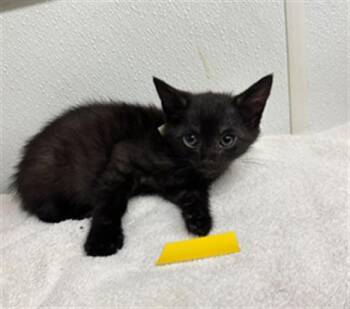 COLOMBIA -  Domestic Short Hair Cat for Adoption in Camarillo, California - COLOMBIA | PetCurious
