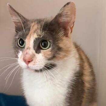 Marina (16927) -  Domestic Short Hair Cat for Adoption in Washington, District Of Columbia - Marina (16927) | PetCurious