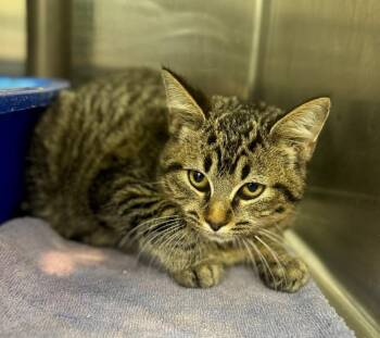 Domestic Short Hair Cats Available for Adoption in Danielsville, Georgia - Topaz | PetCurious