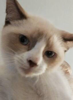 Siamese Cats Available for Adoption in Oakland Park, Florida - Whiskey | PetCurious