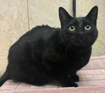 Domestic Short Hair Cats Available for Adoption in Honolulu, Hawaii - Feyre | PetCurious