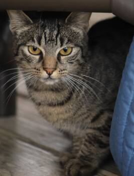 Domestic Short Hair Cats Available for Adoption - Solara | PetCurious