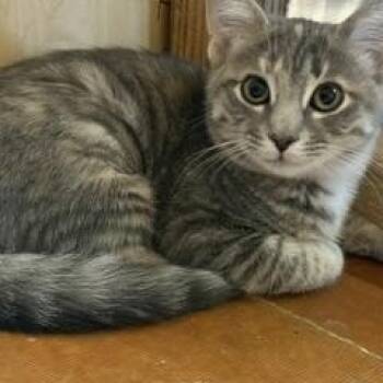 Colette -  Domestic Short Hair Cat for Adoption in Lemoyne, Pennsylvania - Colette | PetCurious