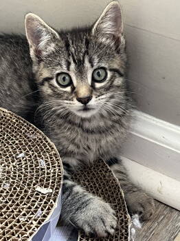 Rescue Domestic Short Hair Cats for Adoption in Trenton, New Jersey - Bumkins | PetCurious