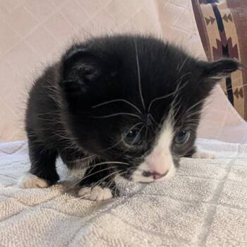 Hayworth -  Domestic Medium Hair Cat Available for Adoption in Priest River, Idaho - Hayworth | PetCurious