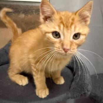 Coffee Maker -  Domestic Short Hair Cat for Adoption in Hudsonville, Michigan - Coffee Maker | PetCurious