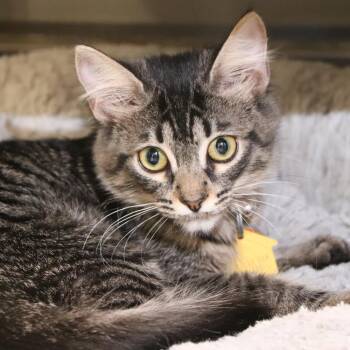 Catalina -  Domestic Short Hair Cat for Adoption in Port Washington, New York - Catalina | PetCurious