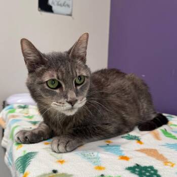 Meyer -  Domestic Short Hair and Mixed Breed Cat for Adoption in Englewood, Florida - Meyer | PetCurious