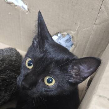 Ernie -  Domestic Short Hair Cat for Adoption in Newark, New Jersey - Ernie | PetCurious