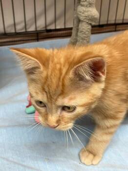 Cholula -  Domestic Short Hair Cat for Adoption in Lunenburg, Massachusetts - Cholula | PetCurious