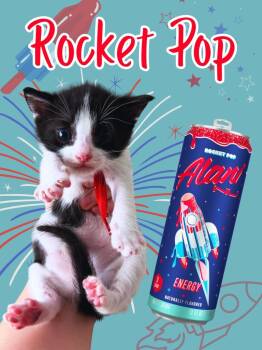 Domestic Short Hair Cats Available for Adoption in Augusta, Georgia - Rocket Pop | PetCurious