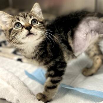 Suds -  Domestic Short Hair Cat for Adoption in Donalsonville, Georgia - Suds | PetCurious