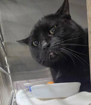 INKY -  Domestic Short Hair Cat for Adoption in Derwood, Maryland - INKY | PetCurious