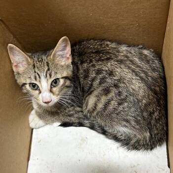 Neymar -  Domestic Short Hair Cat for Adoption in Newark, New Jersey - Neymar | PetCurious