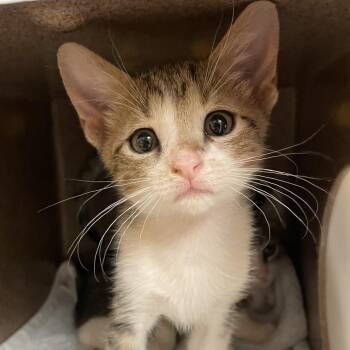 Phil-adelphia Cream Cheese -  Domestic Short Hair Cat for Adoption in Norman, Oklahoma - Phil-adelphia Cream Cheese | PetCurious