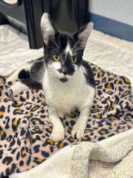 HIPSTER -  Domestic Short Hair Cat for Adoption in Kalamazoo, Michigan - HIPSTER | PetCurious
