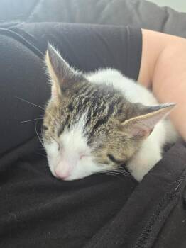 Coulson -  Domestic Short Hair Cat Available for Adoption in Arthur, Ontario - Coulson | PetCurious