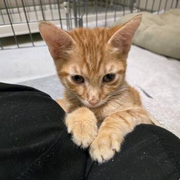 Domestic Short Hair Cats Available for Adoption in Branson, Missouri - Dandy | PetCurious
