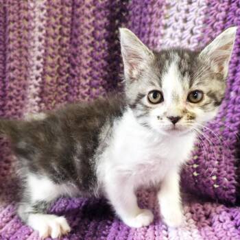 Totty -  Domestic Short Hair Cat for Adoption in Mt. Juliet, Tennessee - Totty | PetCurious