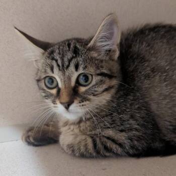 Annabelle -  Domestic Short Hair Cat for Adoption in Denison, Texas - Annabelle | PetCurious