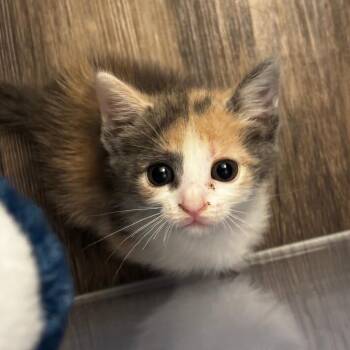 Leah -  Domestic Short Hair Cat for Adoption in Gainesville, Florida - Leah | PetCurious