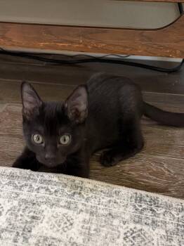 Jeepers -  Domestic Short Hair Cat for Adoption in Plano, Texas - Jeepers | PetCurious