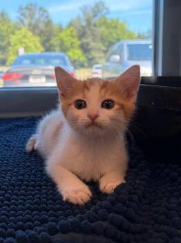 Domestic Short Hair Cats Available for Adoption in Leesburg, Virginia - YANG | PetCurious