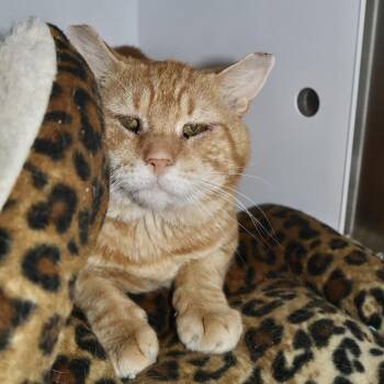 Domestic Short Hair Cats Available for Adoption in Briarcliff Manor, New York - Nasdaq | PetCurious