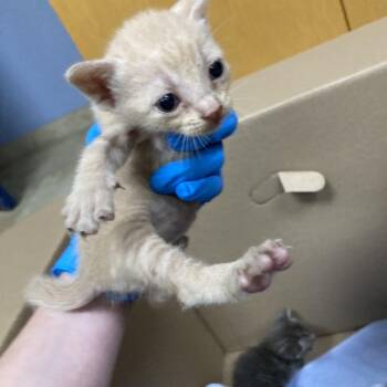 Goalie -  Domestic Short Hair Cat for Adoption in Galveston, Texas - Goalie | PetCurious