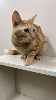 Domestic Short Hair Cats Available for Adoption in Hackensack, Minnesota - Chicken Nugget | PetCurious