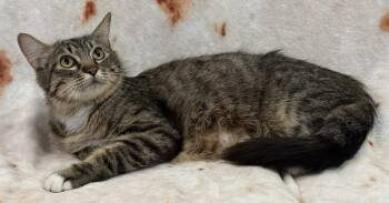 Denise Seibold -  Domestic Short Hair Cat for Adoption in Kansas City, Missouri - Denise Seibold | PetCurious